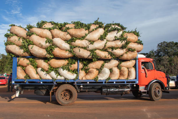 istock old truck transporting freshly harvested yerba mate production 2158610506