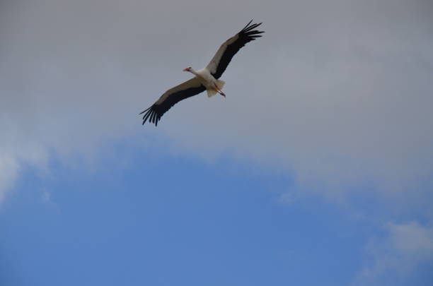 Birds of Spain