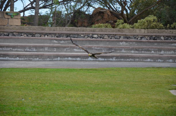 Bird public performance at Jungle Park in Tenerife island