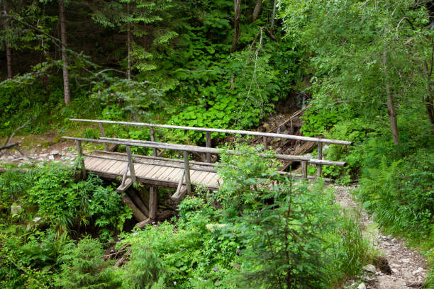 Small wooden footbridge over a stream in a lush green forest.
