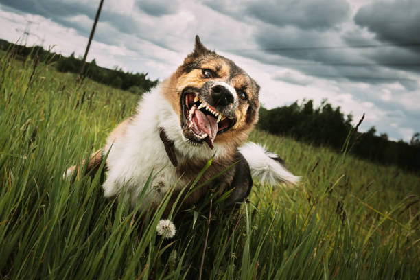 istock Angry Aggressive Mad Dog Running Outdoors In Green Meadow On Camera 2158612261
