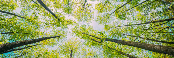 Looking Up In Beautiful Pine Deciduous Forest Trees Woods Canopy. Bottom View Wide Angle Background. Greenwood Forest. Trunks And Branches With Fresh Spring Lush