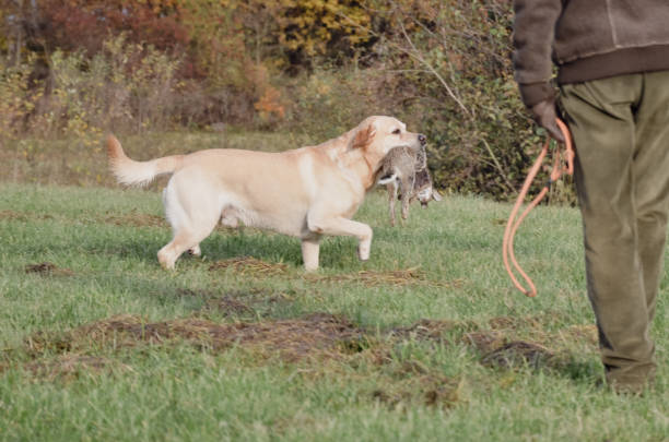 Domestic dogs collection, Various breeds of dogs participate in a dog show. Islamabad Pakistan.