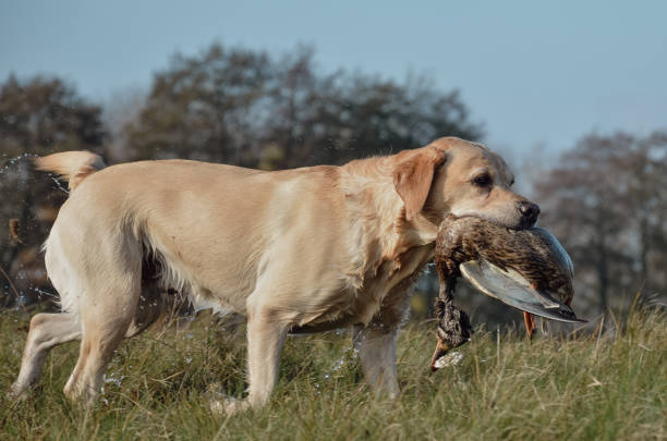 istock Retriever on the hunt retrieves a duck 2158612349