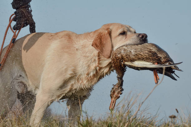 istock Retriever on the hunt retrieves a duck 2158612354