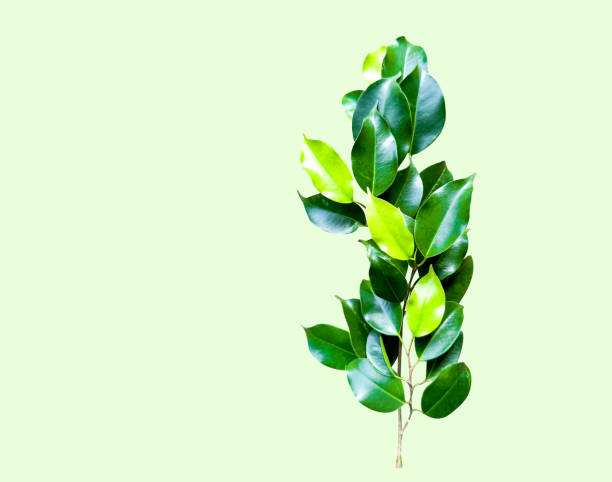 istock This image features a beautifully detailed cut-out of a single green leaf on a white background 2158612357