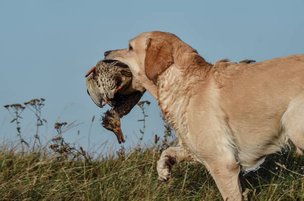 istock Retriever on the hunt retrieves a duck 2158612383