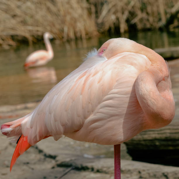 istock Close-up of a flamingo 2158612384