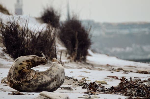 Close-up of a grey seal on the beach