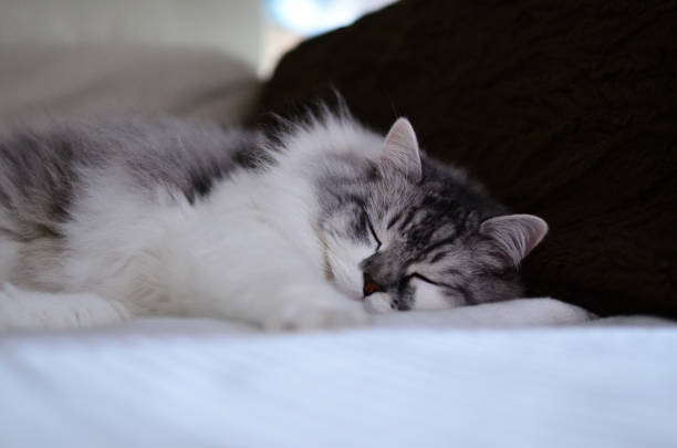Close-up of a sleeping cat