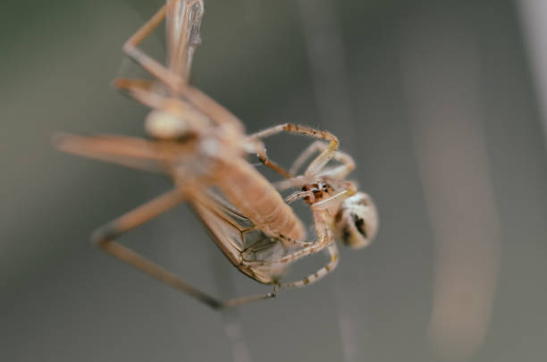 Close-up of a hunting spider
