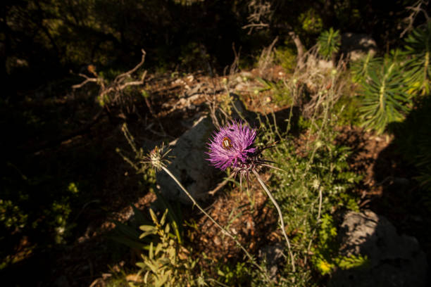 Dry cutleaf thistle on green grass, shot from above. Bulgaria, Europe.