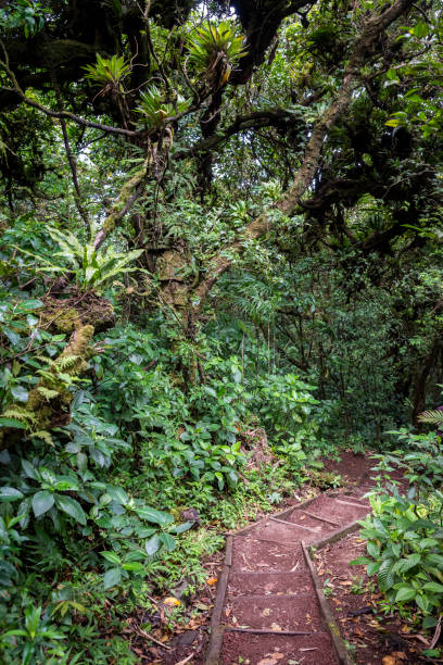 istock Nature reserve, Nicaragua 2158615647