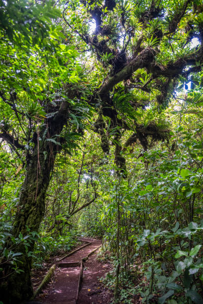 istock Nature reserve, Nicaragua 2158615649