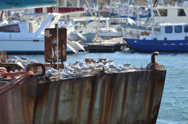 a small colony of seagulls on the pier