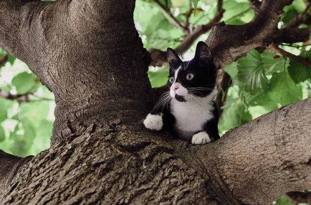 Close-up of a young cat in a tree from below