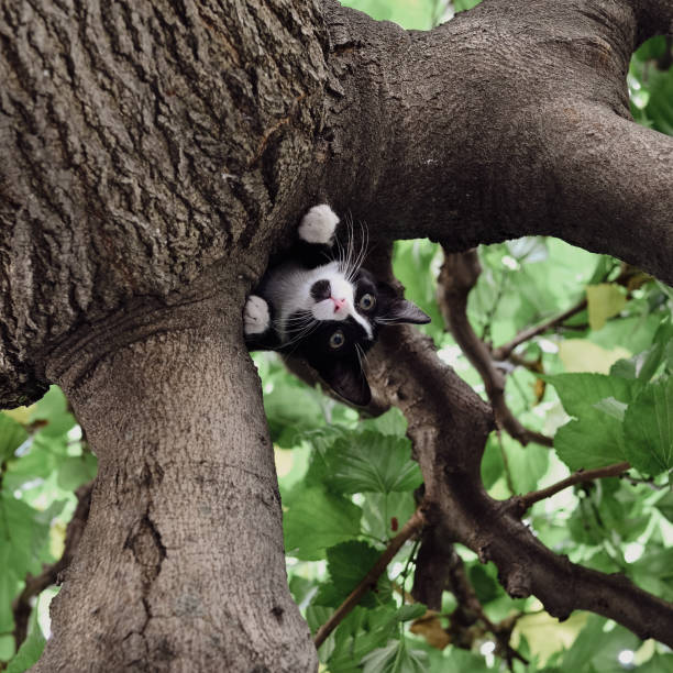 Close-up of a young cat in a tree from below