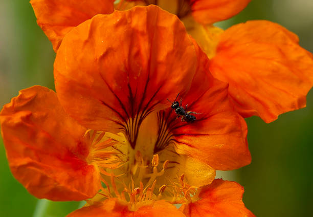 Cosmos sulphureus in close up from the side with a bumblebee perched on one of the flowers.