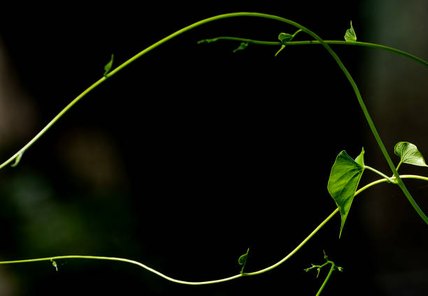 Close up of a vine leaf in a shade garden