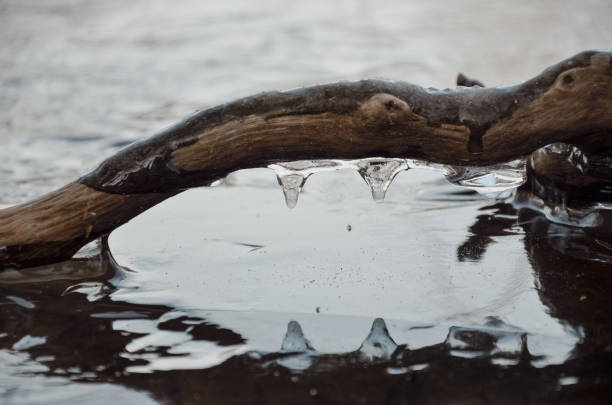 Close-up of a branch with icicles