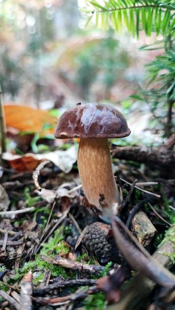 istock Porcini mushroom in forest 2158617997