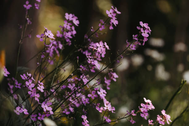 Purple flox  blooming in a garden. Shallow depth of field. Shot with a Canon 5D Mark IV.