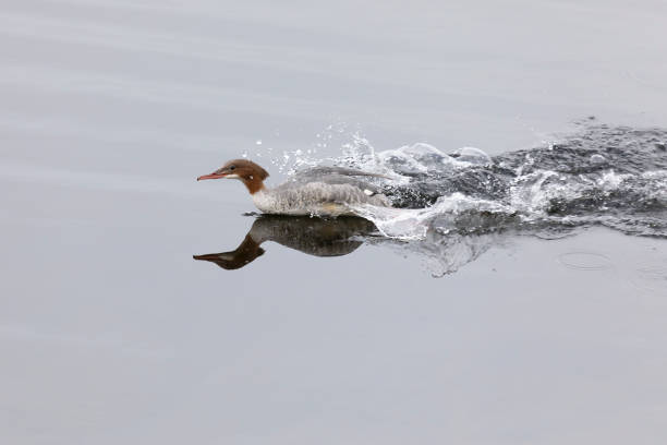 Mergus bird swims on the lake water