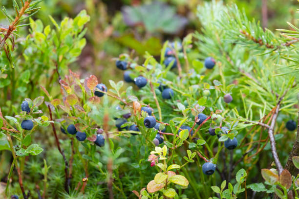 istock Blueberry bush with ripe berries close up 2158620934