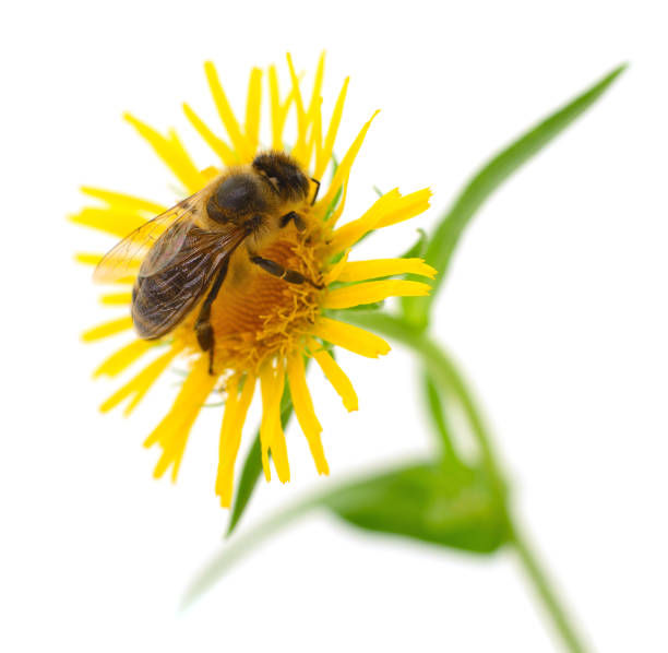istock Honeybee and yellow flower 2158622384
