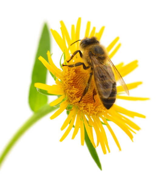 istock Honeybee and yellow flower 2158622391