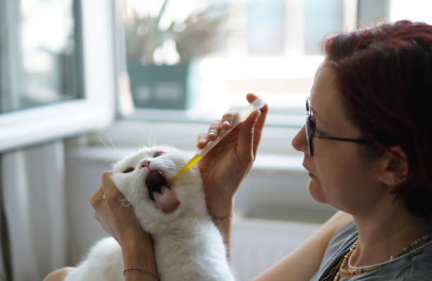 istock Cat taking its daily dose of a cough curative medicine 2158623238