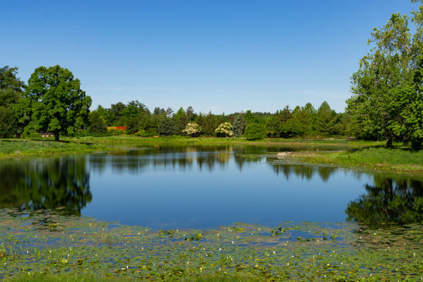 istock Pond in the park. 2158624515