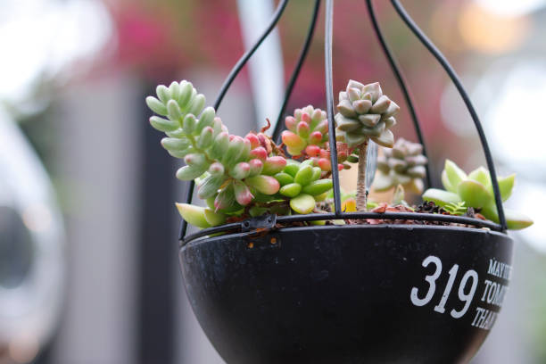 A charming display of succulent plants neatly arranged in a lightbulb container in a garden. Each succulent, varying in type and color, is meticulously placed to create a vibrant and visually appealing arrangement. The lush greens, soft blues, and delicate pinks of the succulents contrast beautifully with the sleek, industrial look of the container. This well-decorated and carefully tended arrangement highlights the unique textures and adorable, compact shapes of the plants, making it a perfect centerpiece for any space.