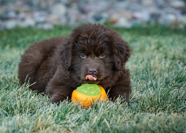 Brown newfoundland puppy playing with a ball