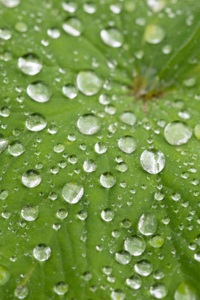Alchemilla mollis. Lady's mantle in June. Herbaceous perennial forming a clump of softly hairy, light green leaves with scalloped and toothed edges. Small, bright yellow flowers. United Kingdom