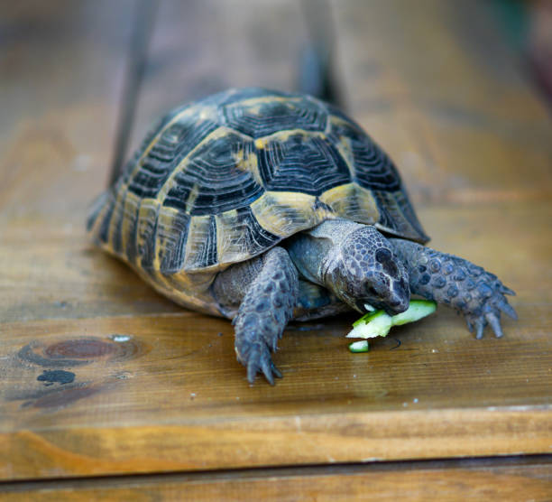 istock Pet owner giving his turtle a ripe salad 2158626308