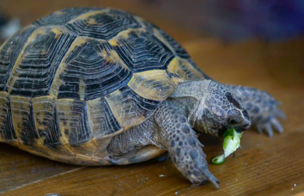 istock Pet owner giving his turtle a ripe salad 2158626324