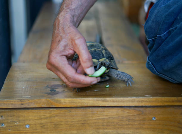 Pet owner giving his turtle a ripe salad