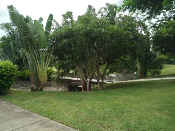 istock plants in park, open space of nature 2158626443