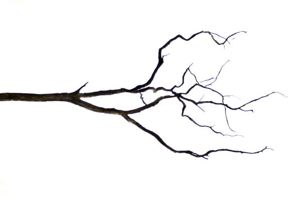minimalist closeup of a bare leafless branch against a white background