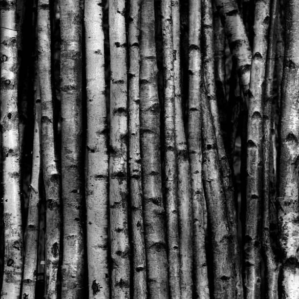 minimalist abstract partial view of birch trunks