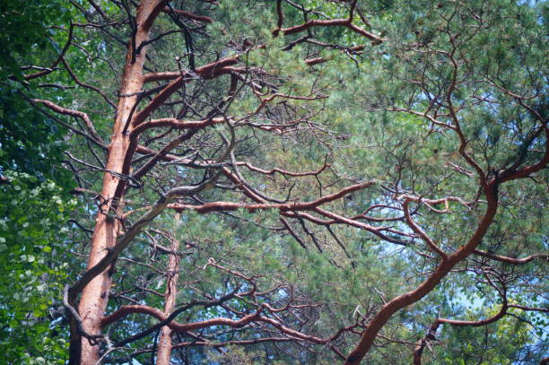 A captivating image of a fork-like tree trunk and branches, highlighting the beauty of divergence within the unity of nature.