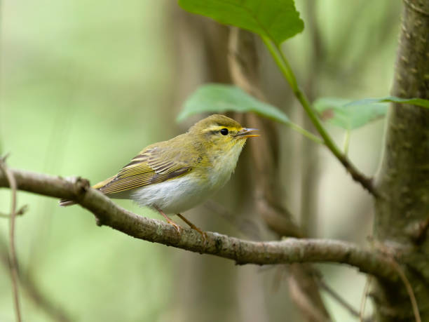 istock Wood warbler, Phylloscopus sibilatrix 2158628156