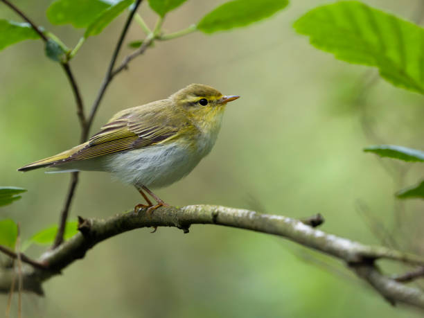 istock Wood warbler, Phylloscopus sibilatrix 2158628159