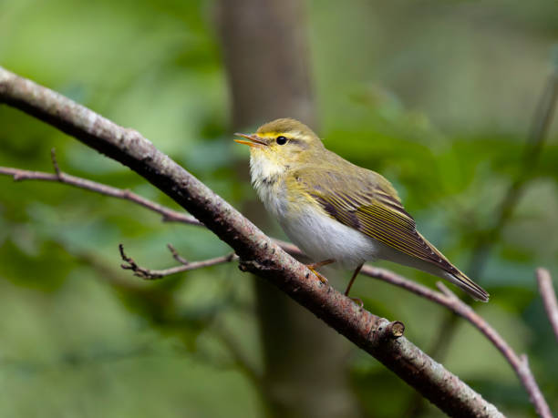 istock Wood warbler, Phylloscopus sibilatrix 2158628160