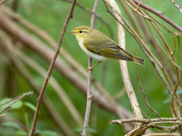 istock Wood warbler, Phylloscopus sibilatrix 2158628163