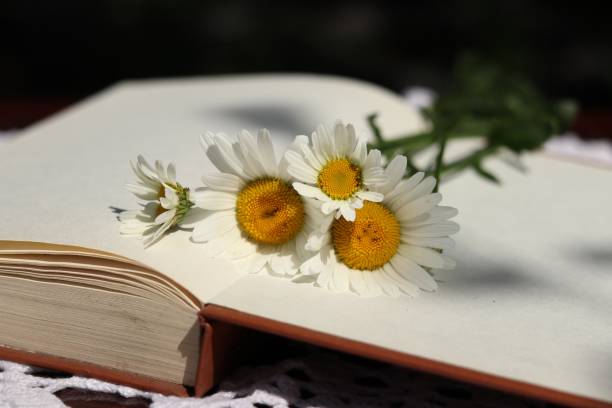 istock there are daisies on the pages of an open book 2158628287