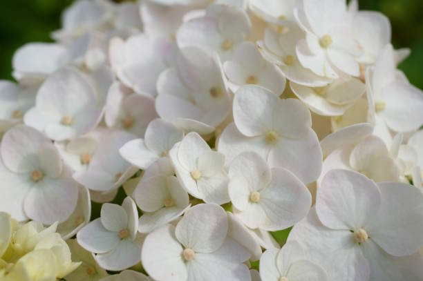 istock The blooming hydrangea is large-leaved. Parks and nature. 2158629159