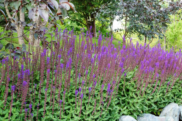 istock Blooming sage in a nature park. Wildflowers. 2158629163