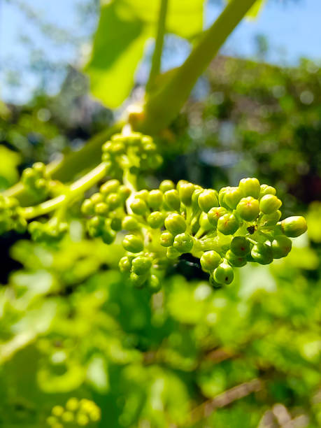 close-up of flowering grape vine, grapes bloom in summer day, backlit